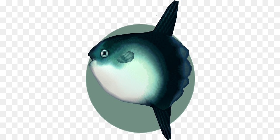 Ocean Sunfish Animal Crossing Wiki Fandom Mola Mola Animal Crossing, Sea Life, Fish, Shark Free Transparent Png