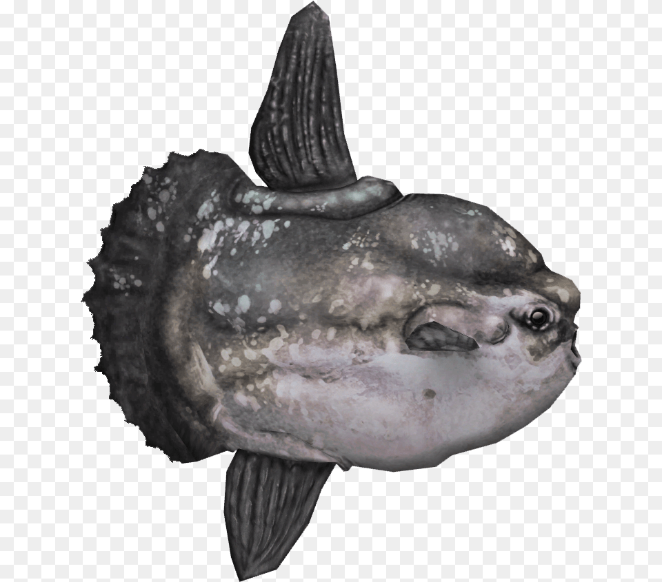 Ocean Sunfish Mola Mola Fish, Water, Animal, Sea Life, Aquarium Free Png