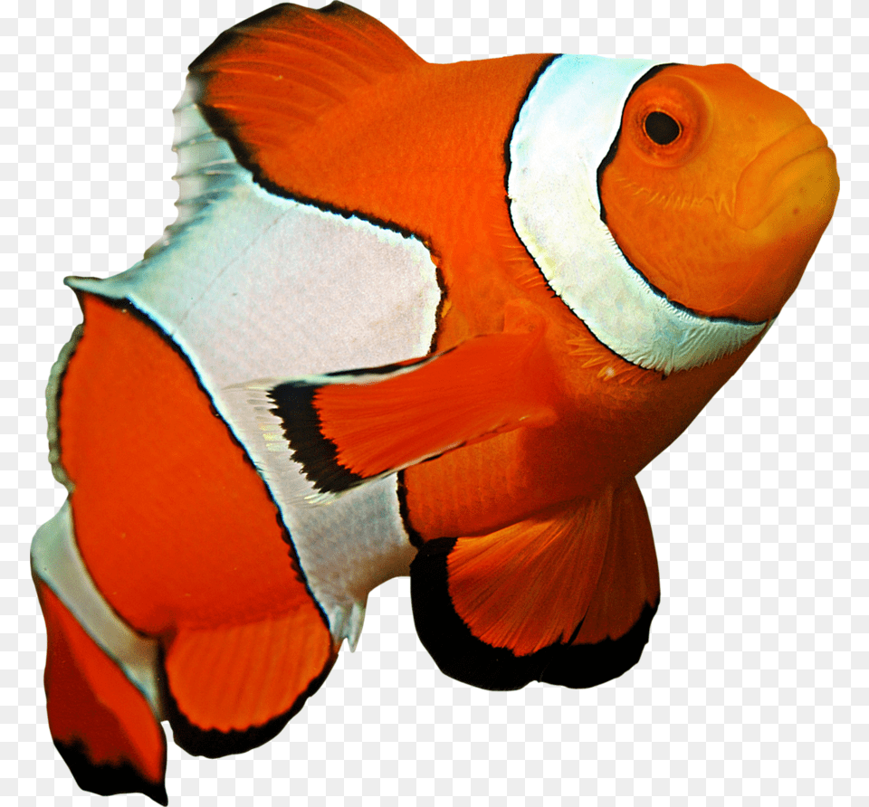 Ocellaris Clownfish Coral Reef Sea Anemone Underwater Beautiful Fish Ocean, Amphiprion, Animal, Sea Life Free Png