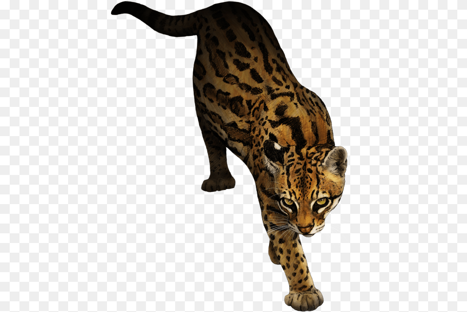 Ocelot Marbled Cat Animal Rottweiler, Wildlife, Mammal, Panther Png Image