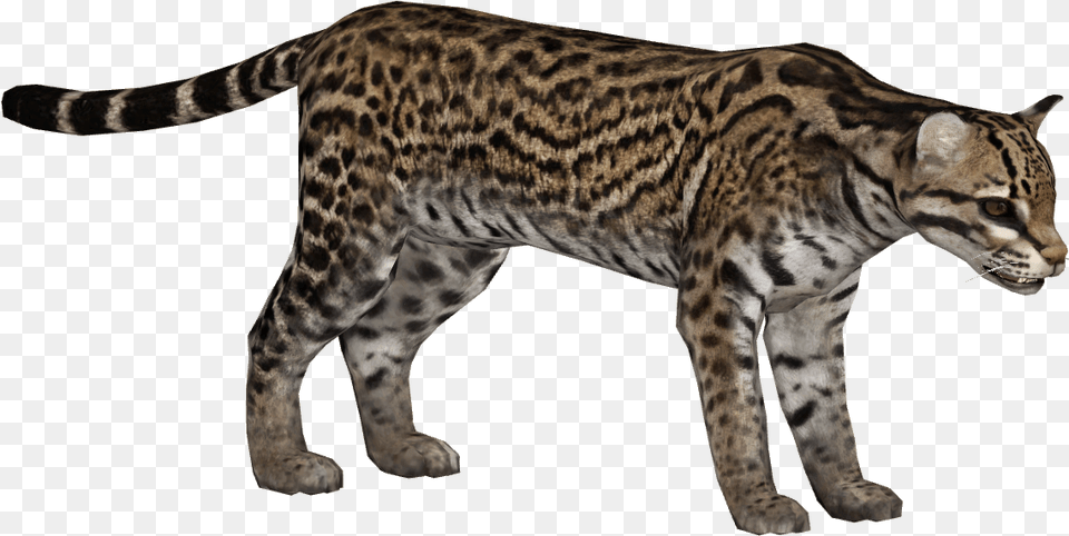 Ocelot Zoo Tycoon 2 Ocelot, Animal, Mammal, Wildlife, Panther Png Image