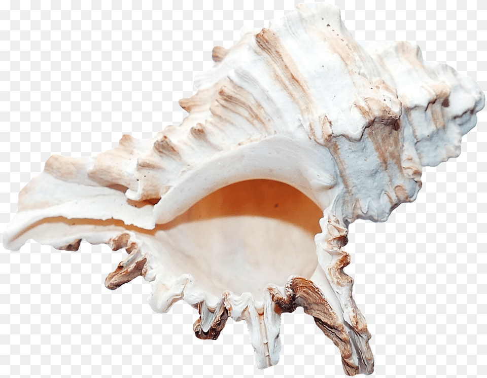Ocena Shell, Animal, Invertebrate, Sea Life, Seashell Png