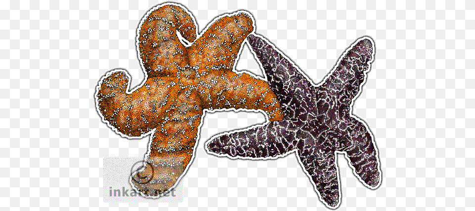 Ochre Sea Star Drawing Image Ochre Sea Star, Animal, Sea Life, Invertebrate, Starfish Free Png