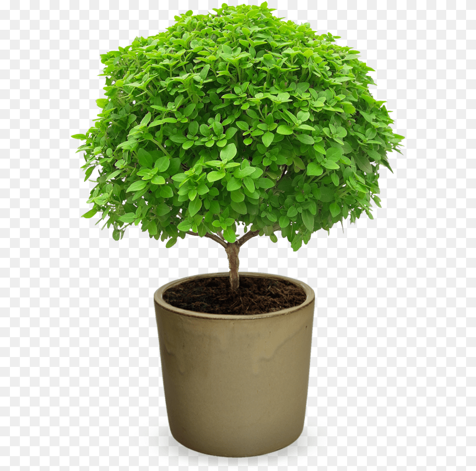 Ocimum Minimum U0027el Greco Bonsaiu0027 Grafted Basil Tree, Leaf, Plant, Potted Plant, Maple Png