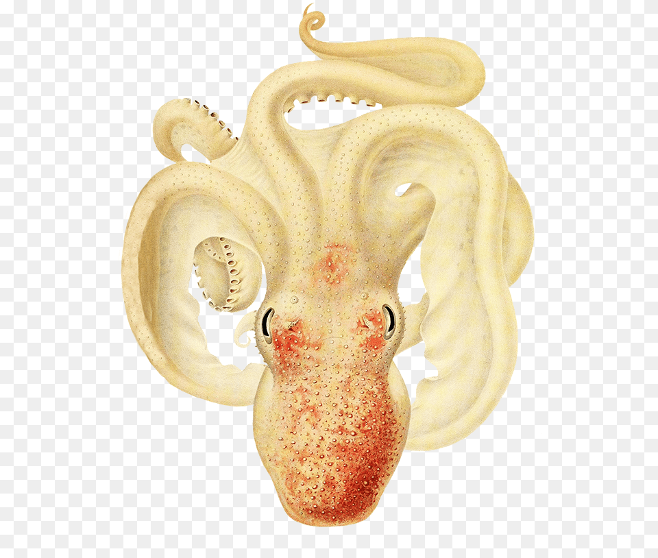 Ocotpus Clipart Soft Pale Colors Octopus, Animal, Sea Life, Invertebrate Png