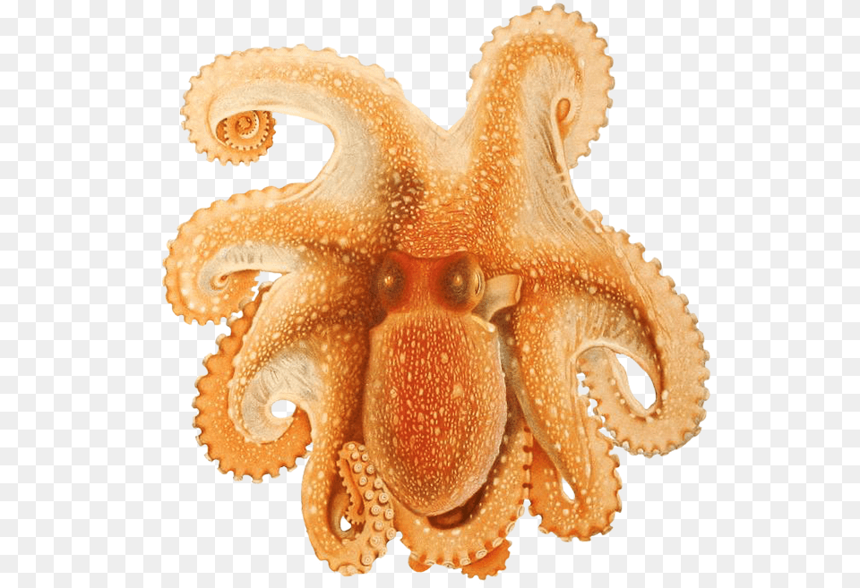 Ocotpus Image Cephalopoda Biodiversity Heritage, Animal, Sea Life, Invertebrate, Octopus Free Png
