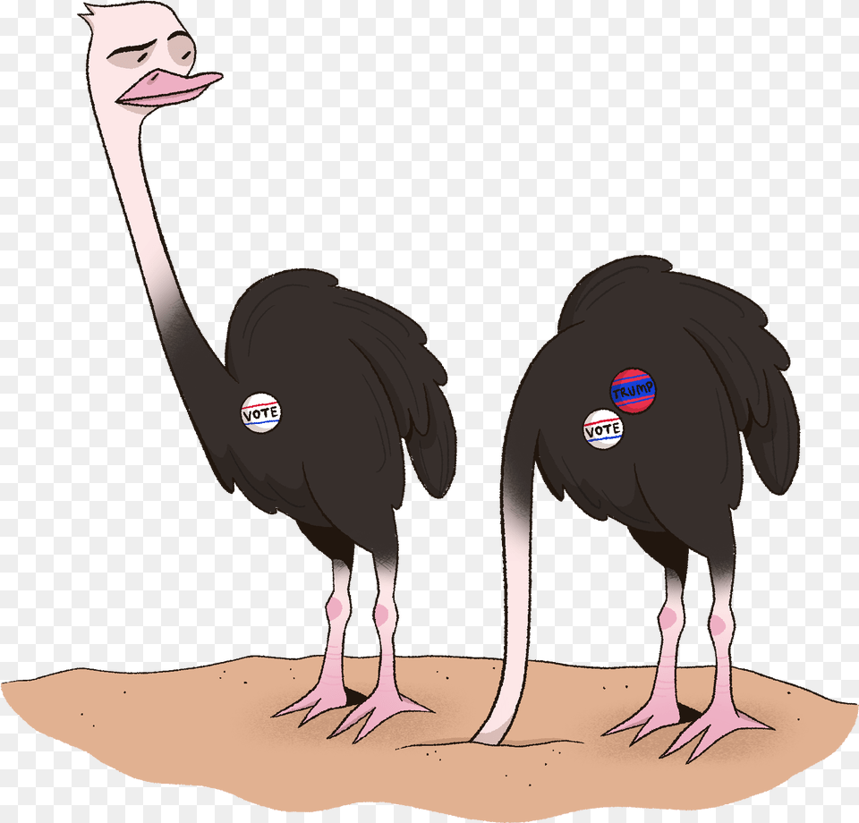 Ocsa Evolution Common Ostrich, Animal, Bird, Face, Head Png Image