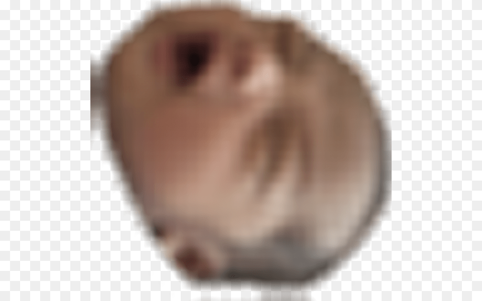Oct Snout, Head, Person, Face, Baby Free Transparent Png