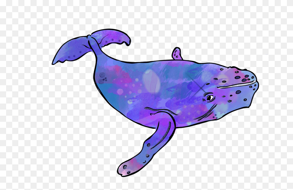 Octavia, Animal, Water, Sea Life, Whale Free Png