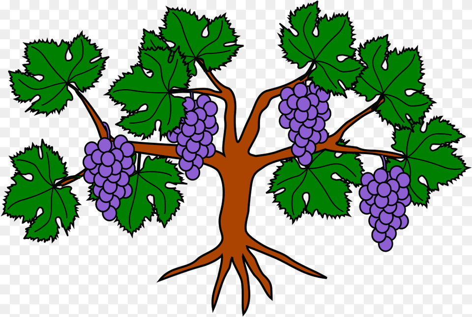 October 2018 Grapevine Grape Vine Tree Clipart, Food, Fruit, Grapes, Plant Png Image
