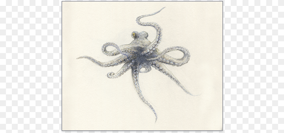 Octopus, Animal, Sea Life, Invertebrate, Spider Free Transparent Png