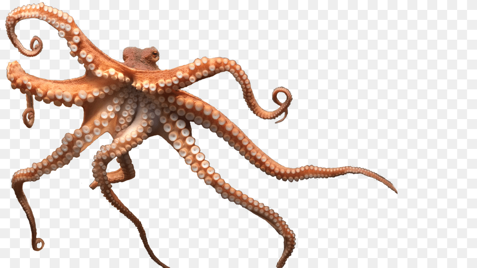 Octopus, Animal, Sea Life, Invertebrate, Reptile Free Transparent Png