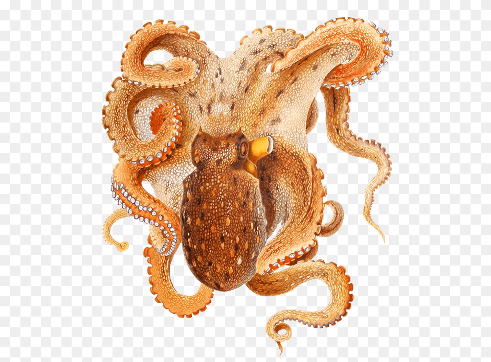 Octopus, Animal, Invertebrate, Sea Life, Reptile Png