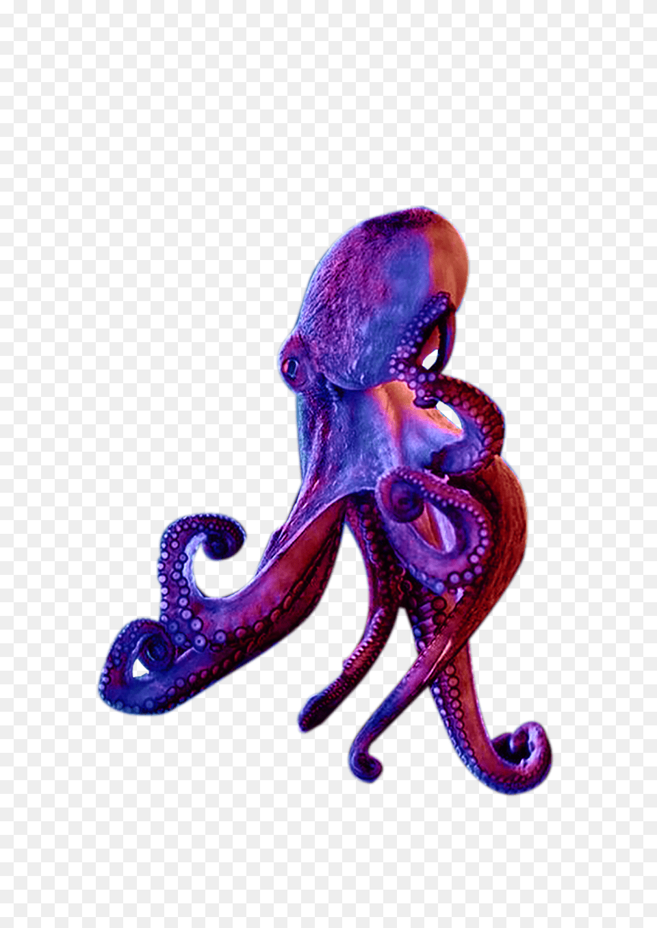 Octopus, Animal, Dinosaur, Reptile, Sea Life Png Image