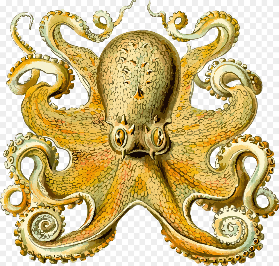 Octopus 2 Clip Arts Ernst Haeckel Sea Creature, Animal, Sea Life, Invertebrate, Accessories Free Png Download