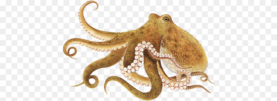 Octopus 2 Image Octopus, Animal, Invertebrate, Sea Life, Lizard Free Png