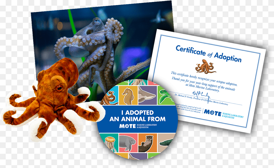 Octopus, Animal, Sea Life, Invertebrate, Business Card Png