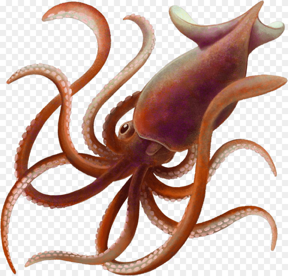 Octopus, Animal, Reptile, Sea Life, Snake Png