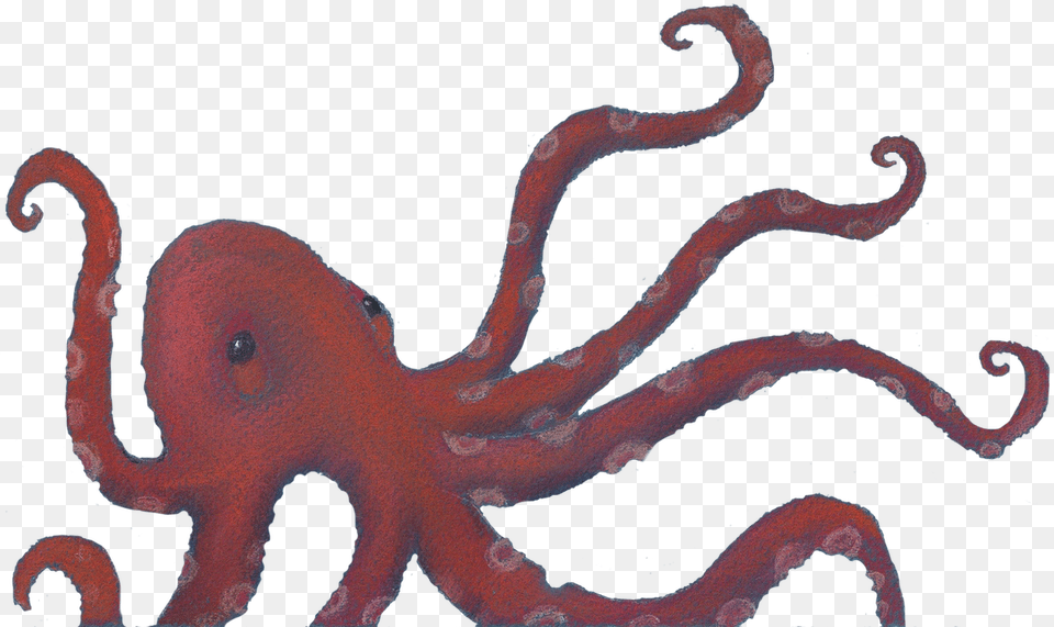 Octopus, Animal, Sea Life, Invertebrate, Dinosaur Free Transparent Png