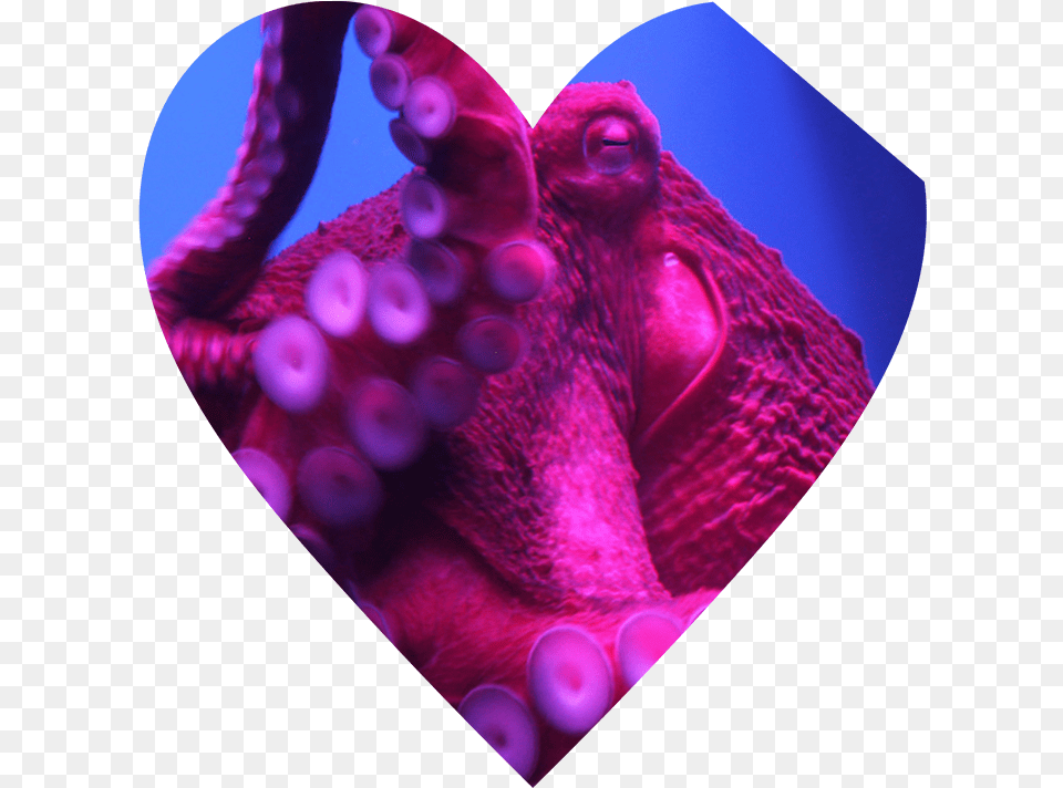 Octopus, Animal, Sea Life, Invertebrate, Purple Png Image