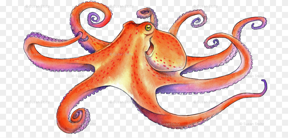 Octopus, Animal, Sea Life, Invertebrate, Insect Png