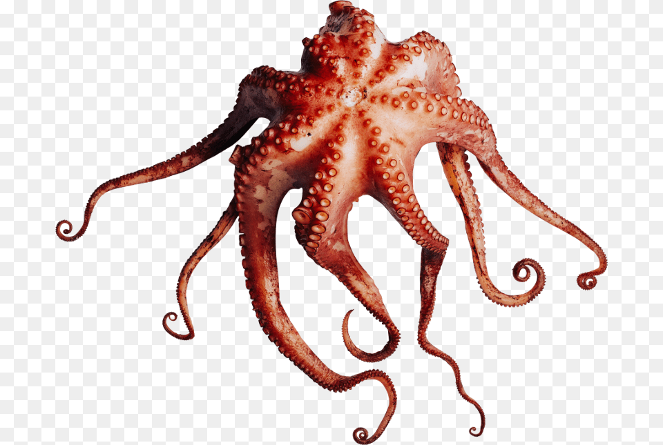 Octopus, Animal, Sea Life, Invertebrate, Dinosaur Png