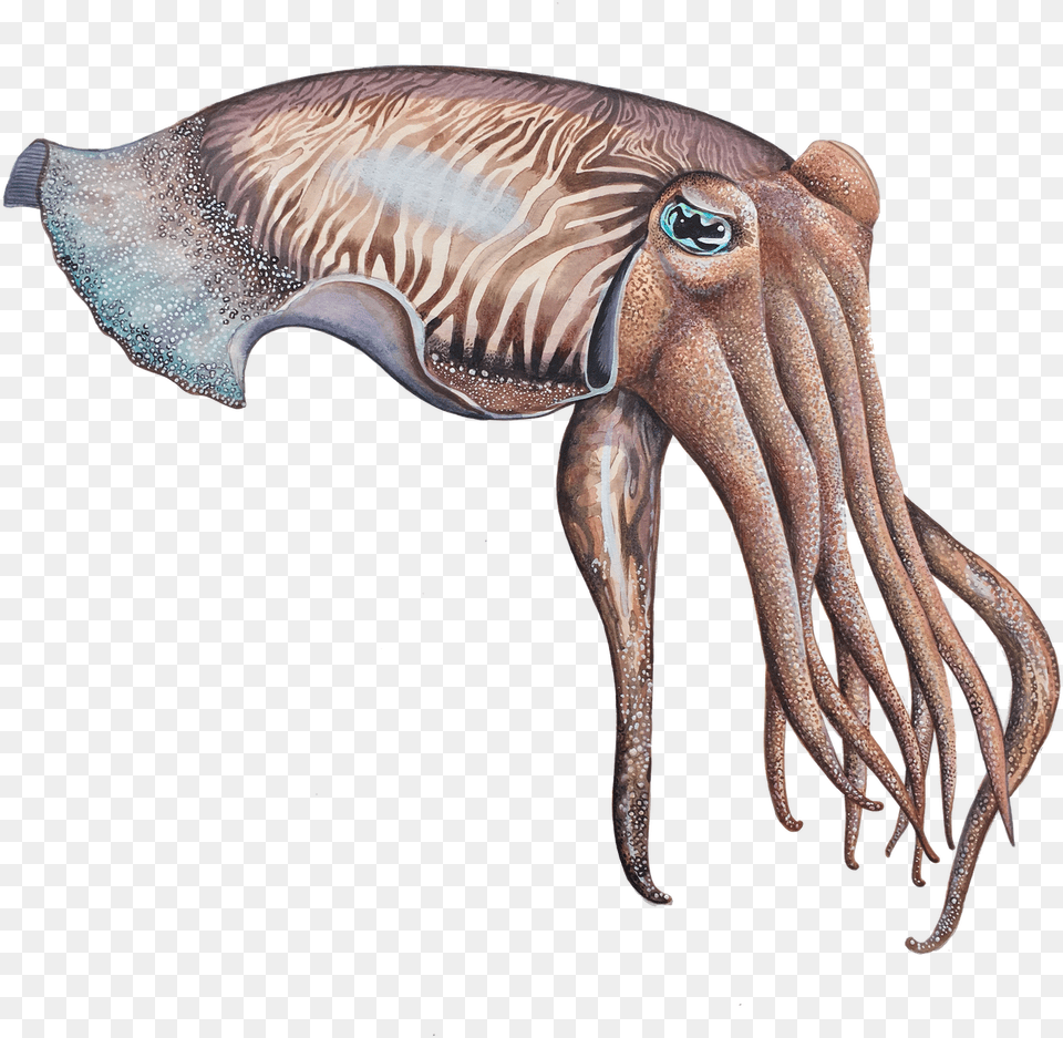 Octopus, Animal, Sea Life, Food, Seafood Free Transparent Png