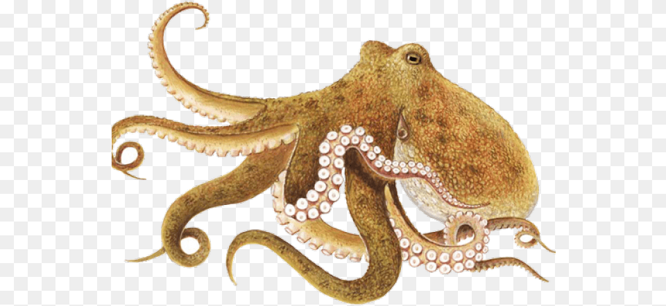 Octopus, Animal, Invertebrate, Sea Life, Reptile Free Png Download