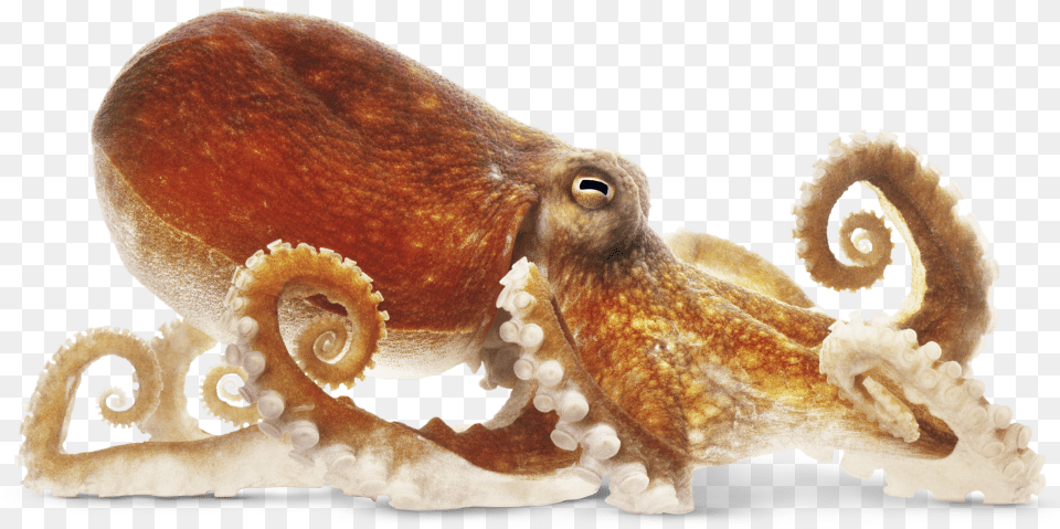 Octopus, Animal, Sea Life, Invertebrate Free Transparent Png