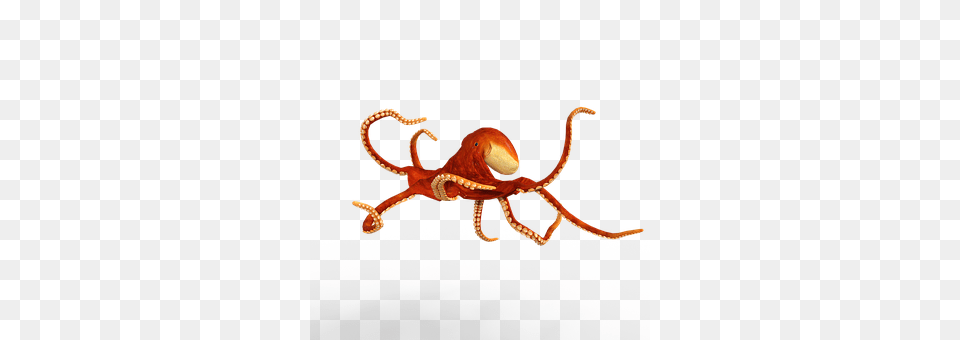 Octopus Animal, Sea Life, Invertebrate, Insect Png Image