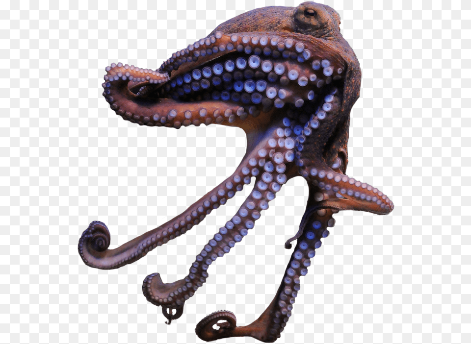 Octopus, Animal, Sea Life, Invertebrate, Reptile Png