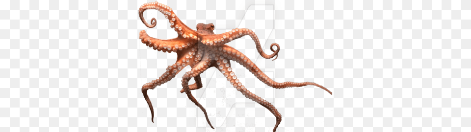 Octopus, Animal, Sea Life, Invertebrate, Reptile Png