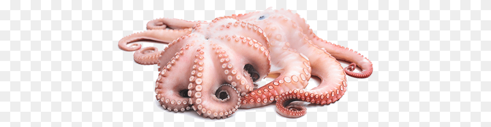 Octopus, Animal, Sea Life, Invertebrate Free Transparent Png