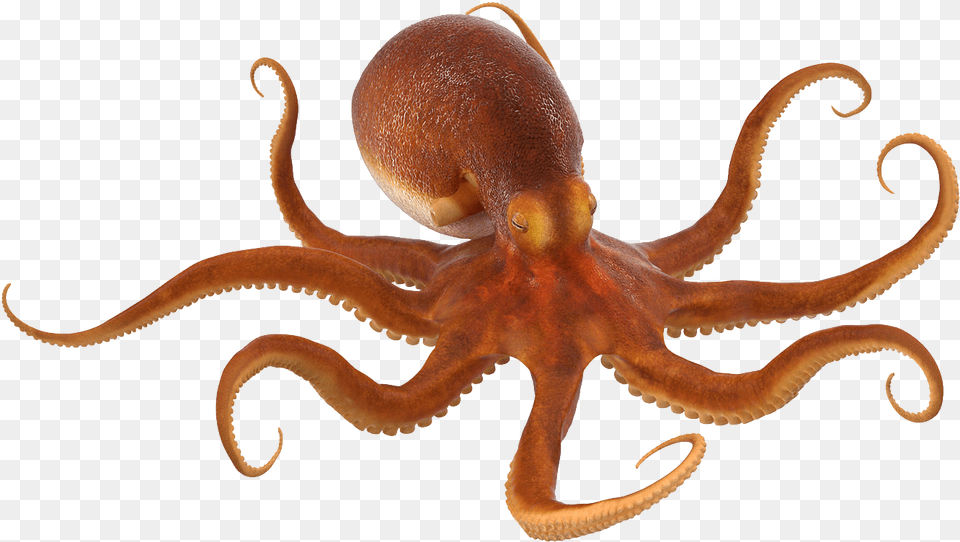 Octopus, Animal, Sea Life, Invertebrate, Dinosaur Free Transparent Png