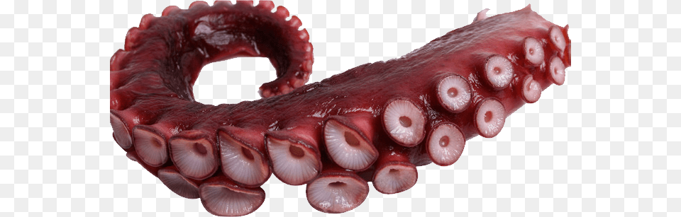 Octopus, Animal, Invertebrate, Sea Life Png