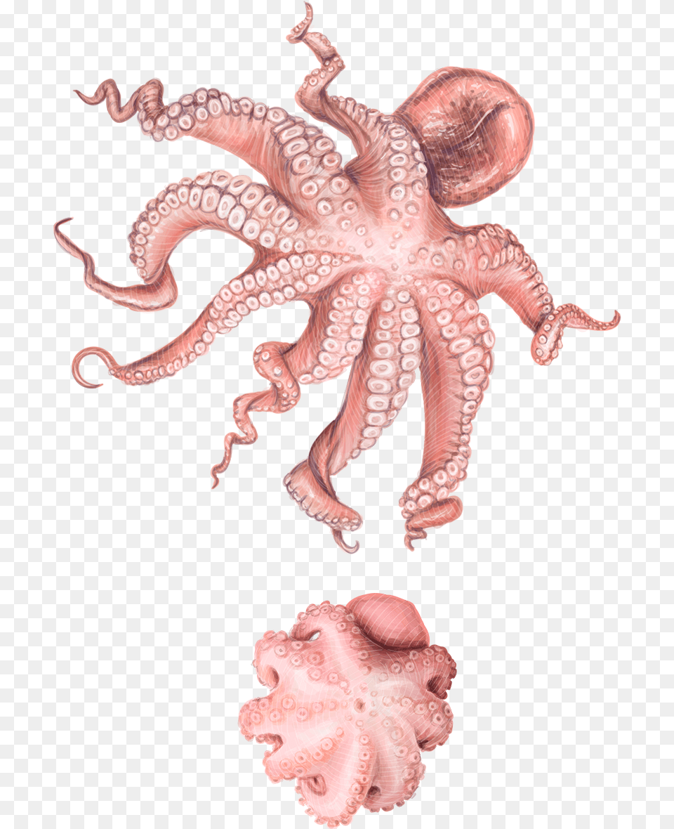 Octopus, Animal, Sea Life, Dinosaur, Invertebrate Free Transparent Png
