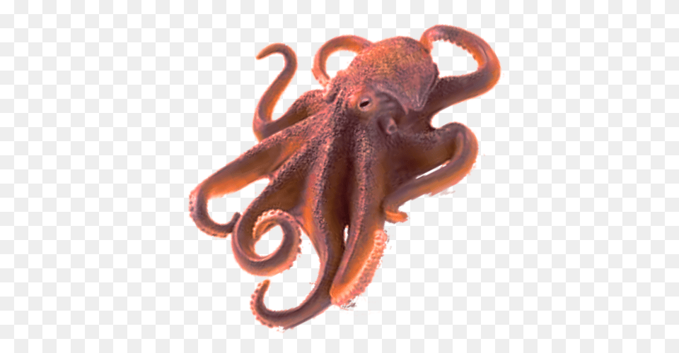 Octopus, Animal, Sea Life, Invertebrate, Insect Free Png Download