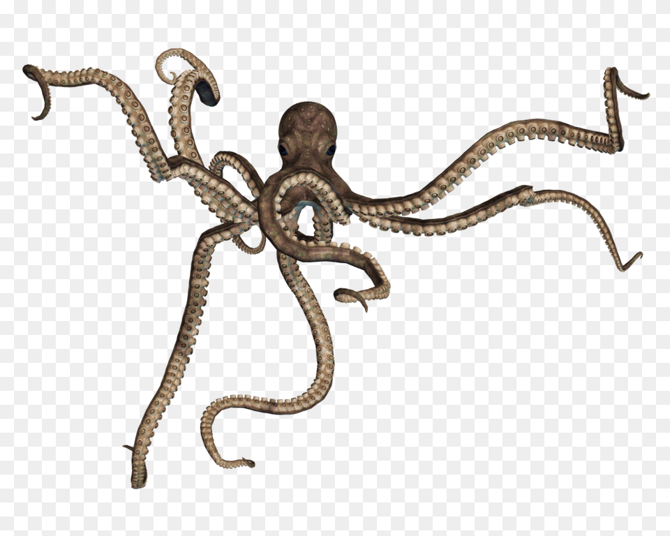 Octopus, Animal, Sea Life, Reptile, Snake Png Image