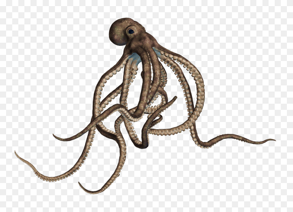 Octopus, Animal, Sea Life, Invertebrate, Reptile Png