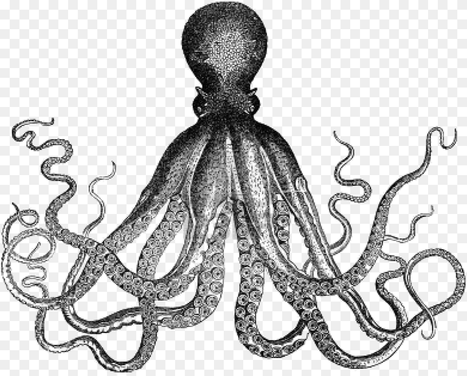 Octopus Antique Kraken Clip Art Vintage Clip Art, Animal, Sea Life, Invertebrate Free Png