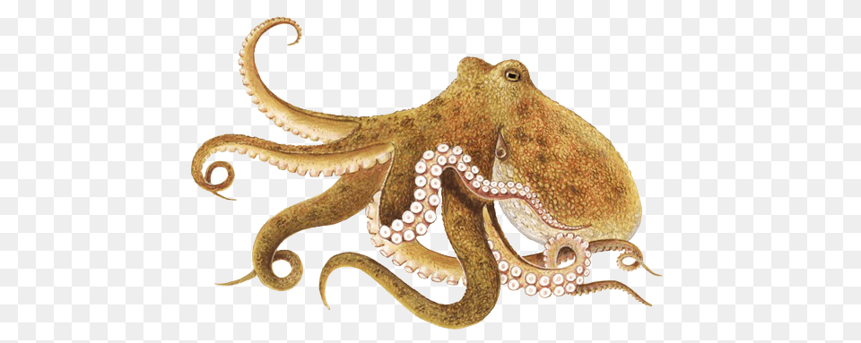 Octopus Brown, Animal, Invertebrate, Sea Life, Insect Free Transparent Png