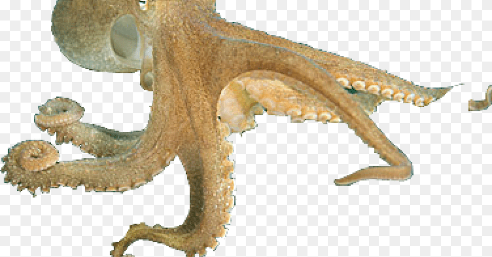 Octopus Cephalopods, Animal, Sea Life, Invertebrate, Dinosaur Png