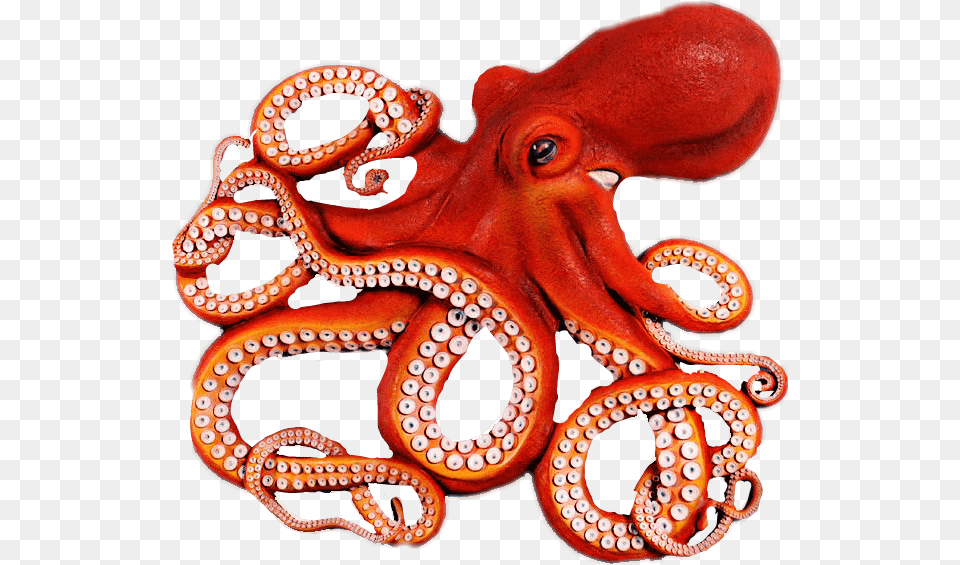 Octopus Clipart Octopus Tentacle Octopus, Animal, Sea Life, Invertebrate, Reptile Free Png
