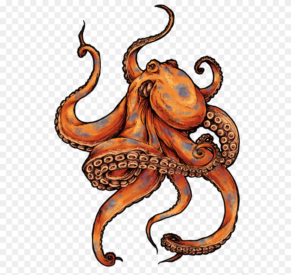 Octopus Color Octopus Tattoo, Animal, Invertebrate, Sea Life, Person Free Png