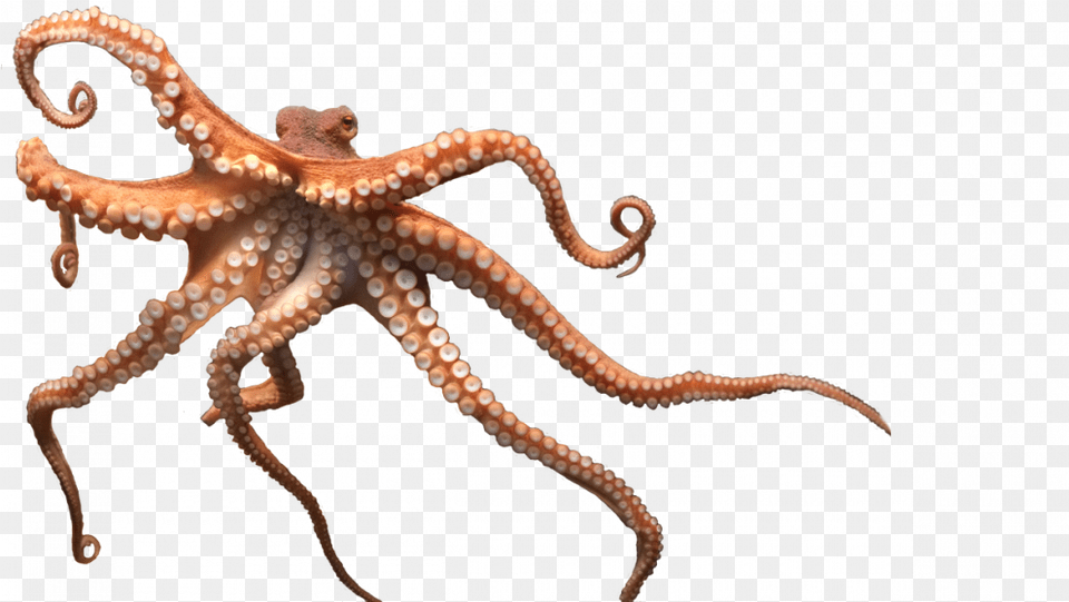 Octopus Image U2013 Lux Giant Pacific Octopus Transparent Background, Animal, Sea Life, Invertebrate, Reptile Free Png