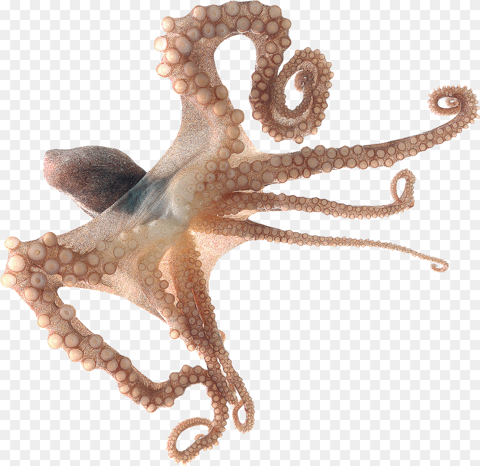 Octopus Freetoedit, Animal, Invertebrate, Sea Life, Dinosaur Free Png Download