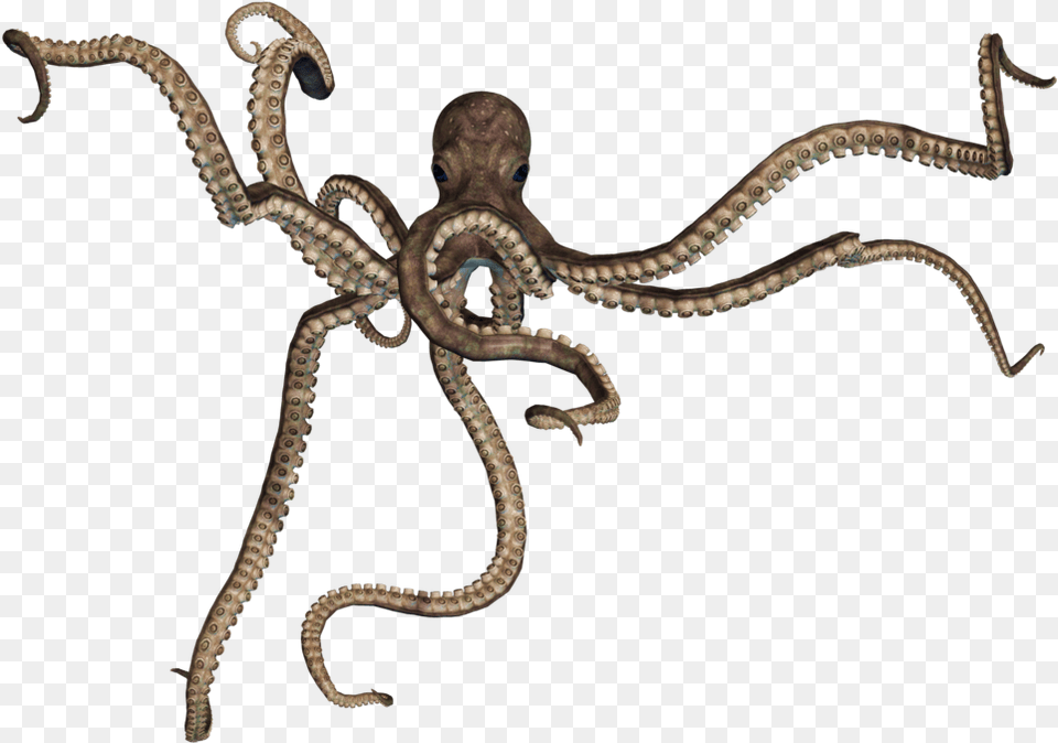 Octopus Giant Octopus, Animal, Sea Life, Invertebrate, Reptile Free Png