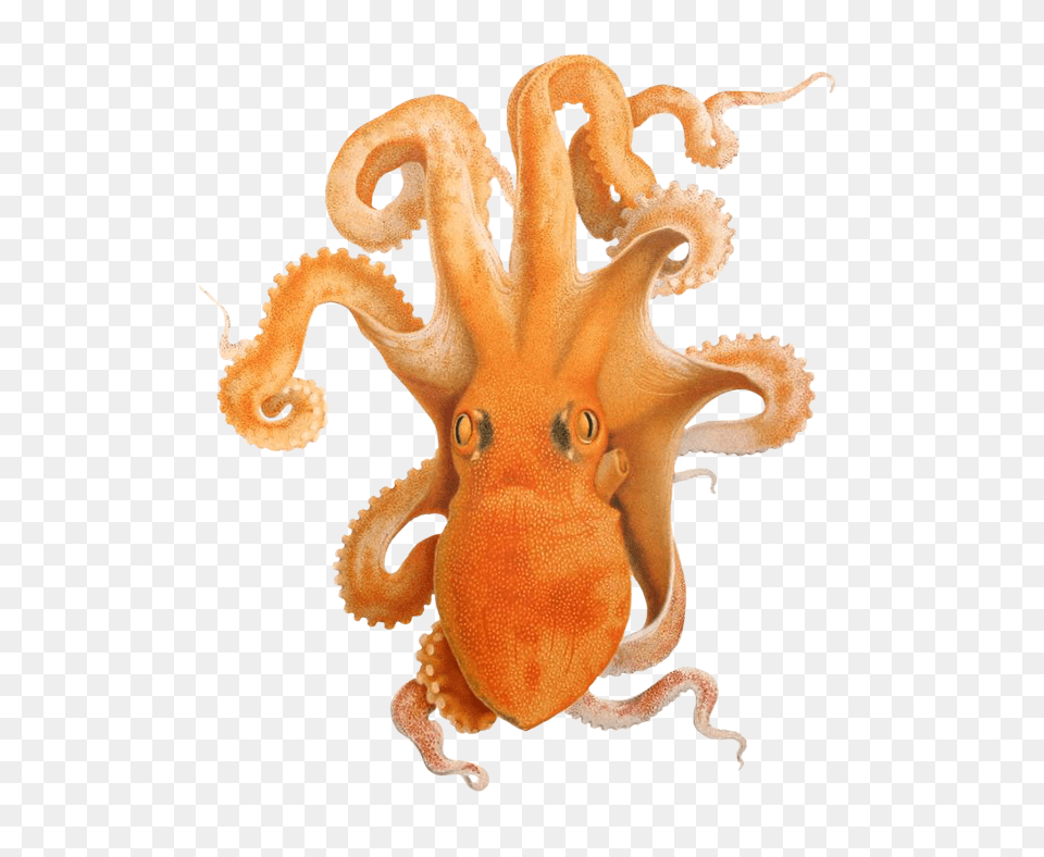 Octopus Illustration Illustration Of Octopus Imagenes De Cefalpodos Kawaiis, Animal, Sea Life, Invertebrate, Baby Png