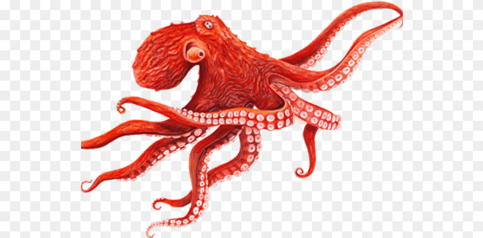 Octopus Images Octopus Background, Animal, Invertebrate, Sea Life, Dinosaur Free Png