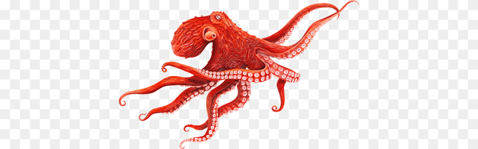 Octopus Images Transparent, Animal, Invertebrate, Sea Life, Dinosaur Free Png
